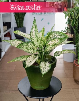 Aglonema White Kiwi, Aglaonema White Kiwi