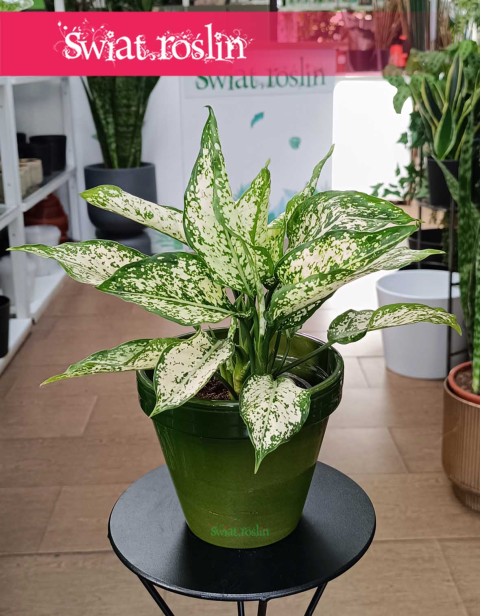 Aglonema White Kiwi, Aglaonema White Kiwi