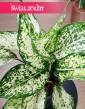 Aglonema White Kiwi do kupienia w Krakowie w Świat Roślin lub online z dostawą kurierem, Aglaonema White Kiwi