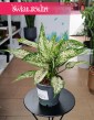 Aglonema White Kiwi sklep online internetowy z dostawą pod drzwi, Aglaonema White Kiwi