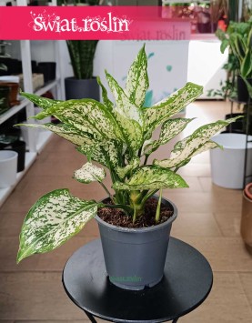 Aglonema White Kiwi kup w sklepie online internetowym z dostawą kurierem, Aglaonema White Kiwi