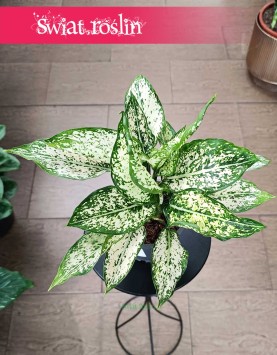 Aglonema White Kiwi oczyszczająca powietze w najlepszecj cenie i jakości z dostawą online, Aglaonema White Kiwi