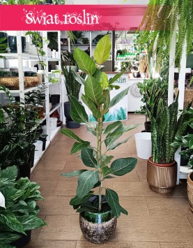 Fikus Bengalski Joy, Ficus Benghalensis Joy
