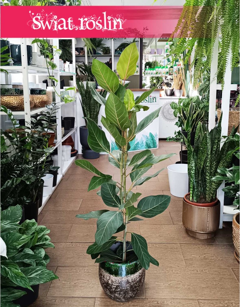 Fikus Bengalski Joy, Ficus Benghalensis Joy