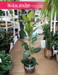 Fikus Bengalski Joy, Ficus Benghalensis Joy