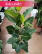 Fikus Bengalski Joy sklep internetowy online zdostawą kurierem, Ficus Benghalensis Joy