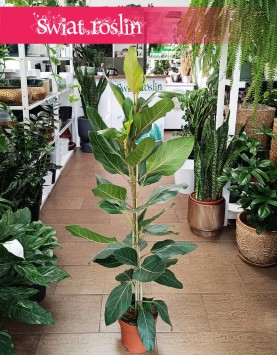 Fikus Bengalski Joy do kupienia online z dostawą na terenie całej Polski, Ficus Benghalensis Joy