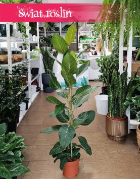 Fikus Bengalski Joy kup w Krakowie w Świat Roslin lub online z dostawą pod drzwi, Ficus Benghalensis Joy