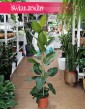 Fikus Bengalski Joy kup w Krakowie w Świat Roslin lub online z dostawą pod drzwi, Ficus Benghalensis Joy