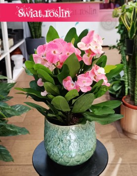 Euphorbia Milii Charlotte Pink, Wilczomlecz Milii Charlotte Pink