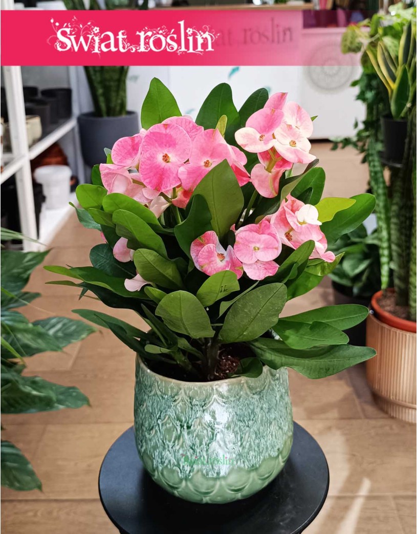 Euphorbia Milii Charlotte Pink, Wilczomlecz Milii Charlotte Pink