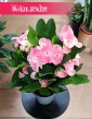 Euphorbia Milii Charlotte Pink sklep online internetowy, Wilczomlecz Milii Charlotte Pink