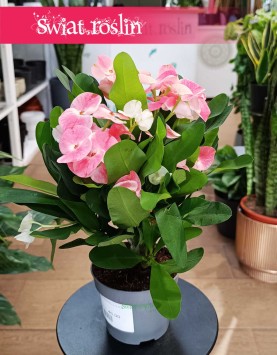 Euphorbia Milii Charlotte Pink do kupienia internetowo online z dostawą, Wilczomlecz Milii Charlotte Pink