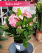 Euphorbia Milii Charlotte Pink do kupienia internetowo online z dostawą, Wilczomlecz Milii Charlotte Pink