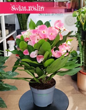 Euphorbia Milii Charlotte Pink łatwa w uprawie roslina dostawą kurierem, Wilczomlecz Milii Charlotte Pink