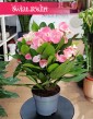 Euphorbia Milii Charlotte Pink łatwa w uprawie roslina dostawą kurierem, Wilczomlecz Milii Charlotte Pink