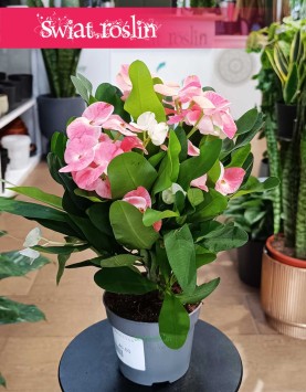 Euphorbia Milii Charlotte Pink na parapet do biura do firmy do restauracji na stolik, Wilczomlecz Milii Charlotte Pink