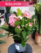 Euphorbia Milii Charlotte Pink na parapet do biura do firmy do restauracji na stolik, Wilczomlecz Milii Charlotte Pink