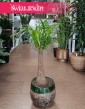 Wielka Nolina Wygięta, Duża Beaucarnea Recurvata, wielka roślina Stopa słonia