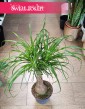 Duża Nolina, Beaucarnea Recurvata, Wielka Nolina wygięta, Stopa słonia, duże rośliny doniczkowe, rośliny egzotyczne,