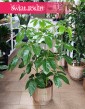 Roślina Schefflera Amate, Szeflera Amate, Szeflera parasolowata