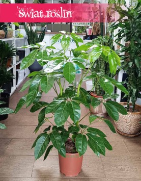 Schefflera Amate, Szeflera Amate wysyłka ze sklepu online, Szeflera parasolowata