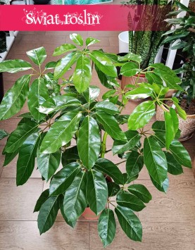 Schefflera Amate, Szeflera Amate do kupienia w sklepie w Krakowie, Szeflera parasolowata kup w sklepie online