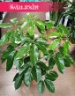 Schefflera Amate, Szeflera Amate do kupienia w sklepie w Krakowie, Szeflera parasolowata kup w sklepie online