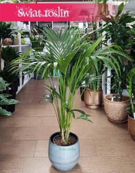 Kentia, Kencja, Palma Howea Forsteriana