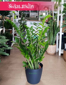 Zamiokulkas Zamiolistny, Zamioculcas Zamiifolia