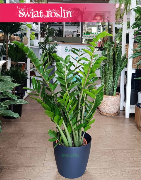 Zamiokulkas Zamiolistny, Zamioculcas Zamiifolia