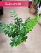 Zamiokulkas Zamiolistny do kupienia online z dostawą, Zamioculcas Zamiifolia