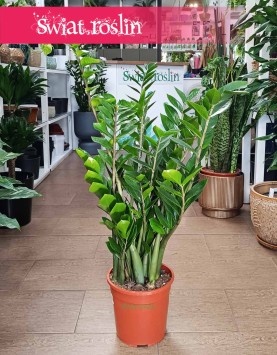 Zamiokulkas Zamiolistny kup w sklepie internetowym z wysyłką, Zamioculcas Zamiifolia