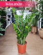 Zamiokulkas Zamiolistny kup w sklepie internetowym z wysyłką, Zamioculcas Zamiifolia