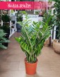 Zamioculcas Zamiolistny najlepsza cena najlepsza jakość z dostawą ze sklepu, Zamiokulkas Zamiifolia