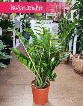 Zamioculcas Zamiolistny, Zamiokulkas Zamiifolia kup w sklepie internetowym online