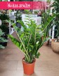 Zamioculcas Zamiolistny, Zamiokulkas Zamiifolia kup w sklepie internetowym online