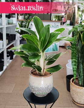 Aglaonema White Lime, Aglonema White Lime