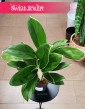 Aglaonema White Lime sklep z roślinami z wysyłką, Aglonema White Lime