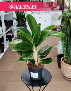 Aglaonema White Lime, Aglonema White Lime sklep internetowy online z wysyłką