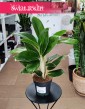 Aglaonema White Lime, Aglonema White Lime sklep internetowy online z wysyłką