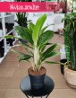 Aglaonema White Lime kup w Krakowie lub zamów internetowo online z wysyłką, Aglonema White Lime