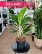 Aglaonema White Lime modna roślina w nalepszej cenie i jakości do kupienia online z dostawą