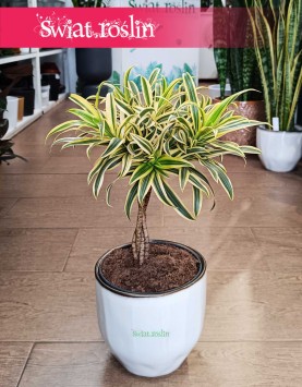 Dracena Reflexa Song of India, Dracaena Reflexa Song of India, Pleomele Reflexa, Dracena Odwrócona