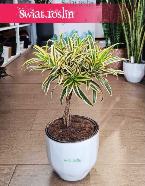 Dracena Reflexa Song of India, Dracaena Reflexa Song of India, Pleomele Reflexa, Dracena Odwrócona