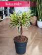 Dracena Reflexa Song of India, Dracaena Reflexa Song of India, Pleomele Reflexa sklep online z roślinami