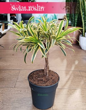 Dracena Reflexa Song of India, Dracaena Reflexa Song of India kup w sklepie online z dostawą pod drzwi