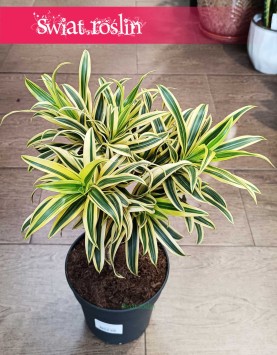 Dracena Reflexa Song of India, Dracaena Reflexa Song of India do kupienia w Krakowie lub online w całej Polsce