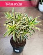 Dracena Reflexa Song of India, Dracaena Reflexa Song of India do kupienia w Krakowie lub online w całej Polsce