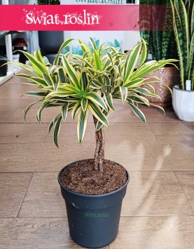 Dracena Reflexa Song of India w najlepszej cenie i jakości do kupienia online z dostawą, Dracaena Reflexa Song of India